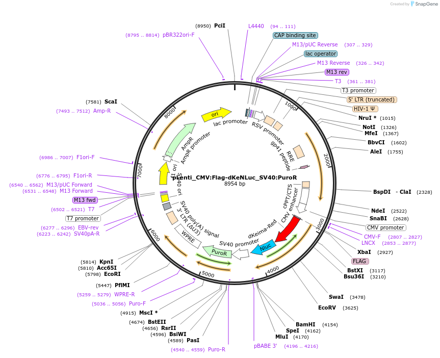 183046-plasmid-map-sequence-id-359596