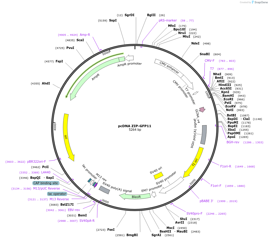 182242-plasmid-map-sequence-id-359599