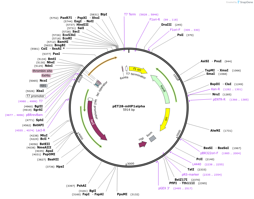 181911-plasmid-map-sequence-id-359600