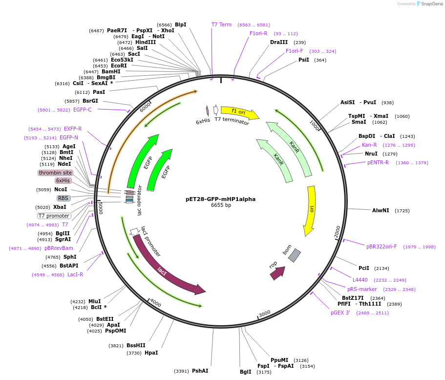 181912-plasmid-map-sequence-id-359617