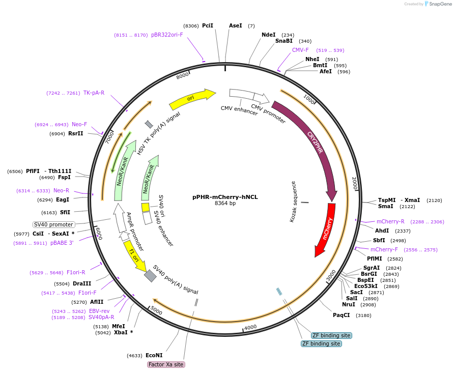 181886-plasmid-map-sequence-id-359619