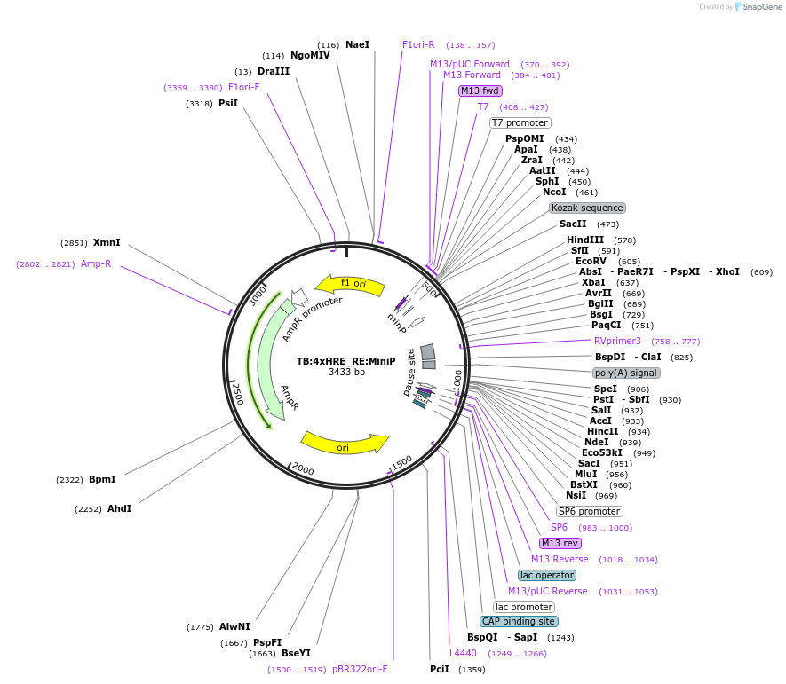178313-plasmid-map-sequence-id-359622