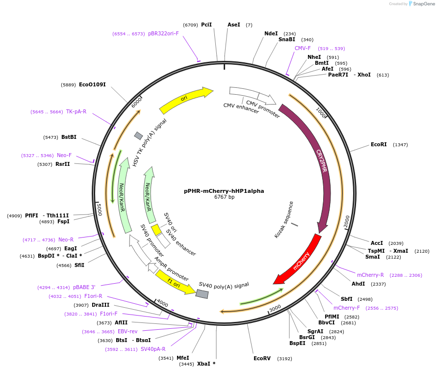 181884-plasmid-map-sequence-id-359625