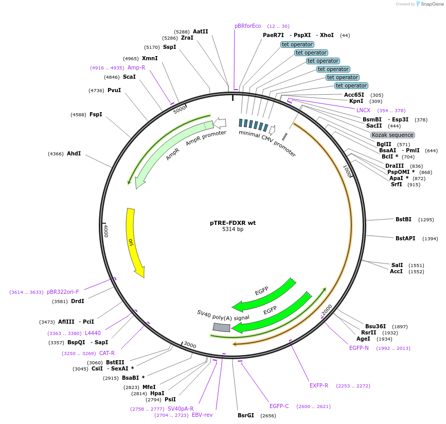 16610-plasmid-map-sequence-id-359631