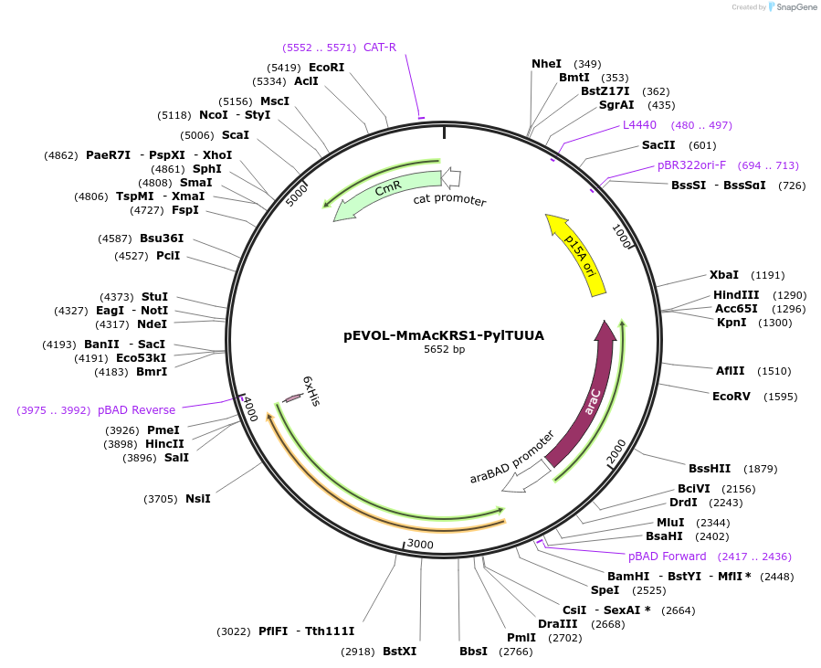 182537-plasmid-map-sequence-id-359663