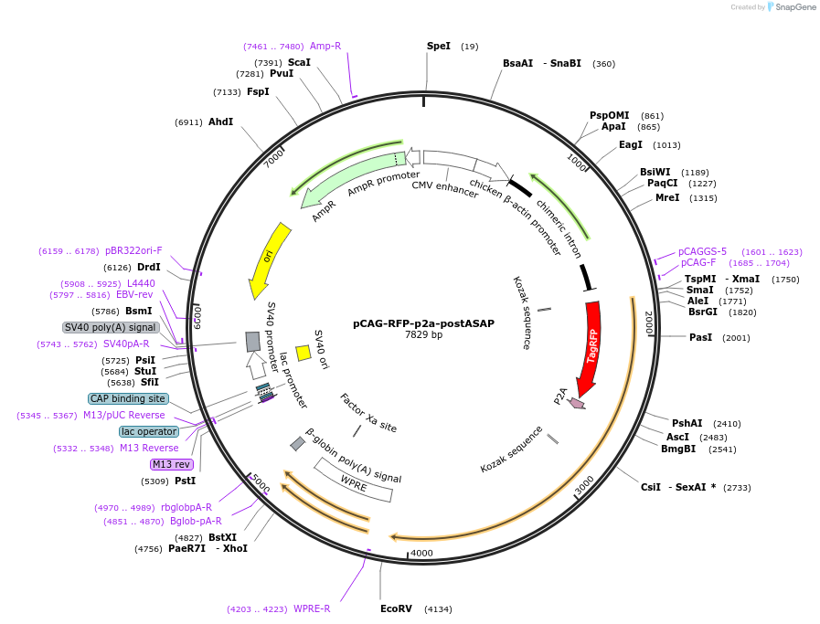178793-plasmid-map-sequence-id-359665