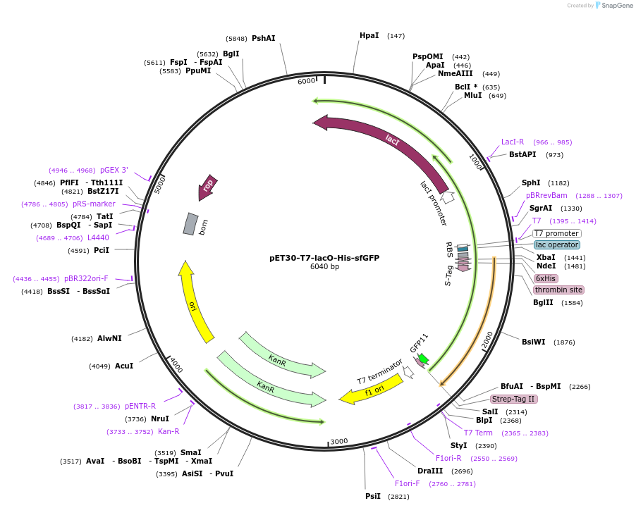 180754-plasmid-map-sequence-id-359678