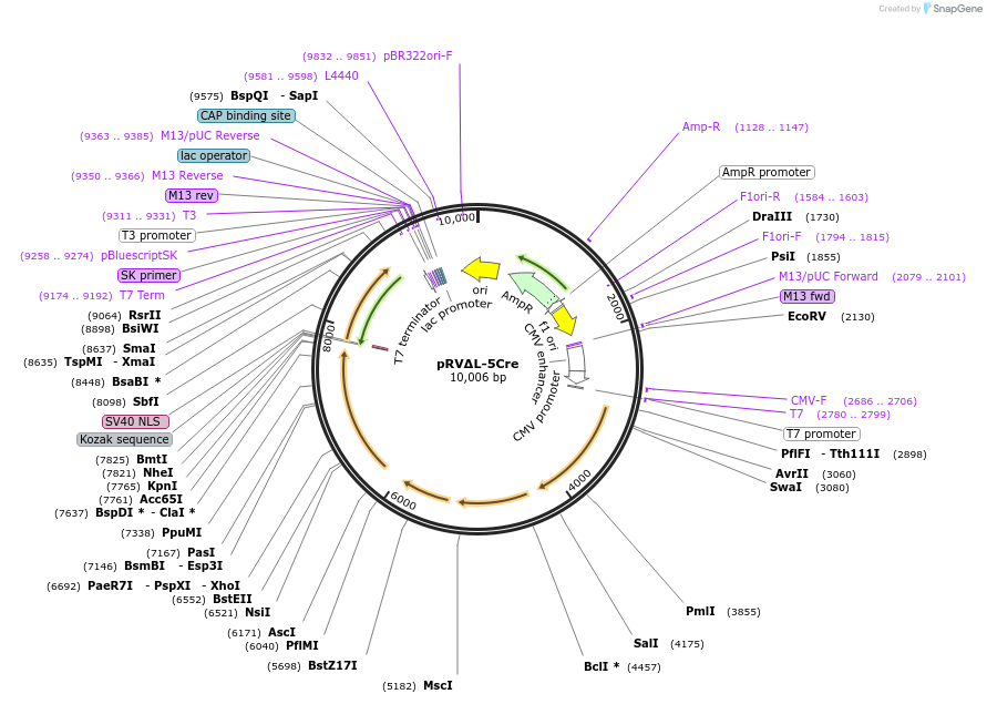 182964-plasmid-map-sequence-id-359681