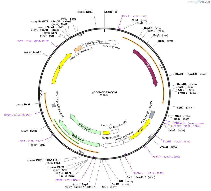 138350-plasmid-map-sequence-id-359687
