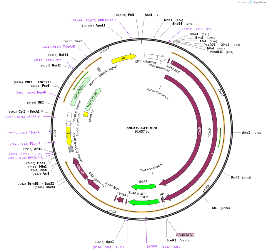 181907-plasmid-map-sequence-id-359690