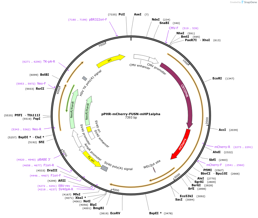 181892-plasmid-map-sequence-id-359691