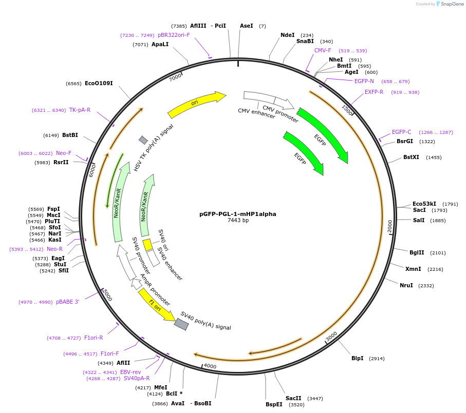 181899-plasmid-map-sequence-id-359692