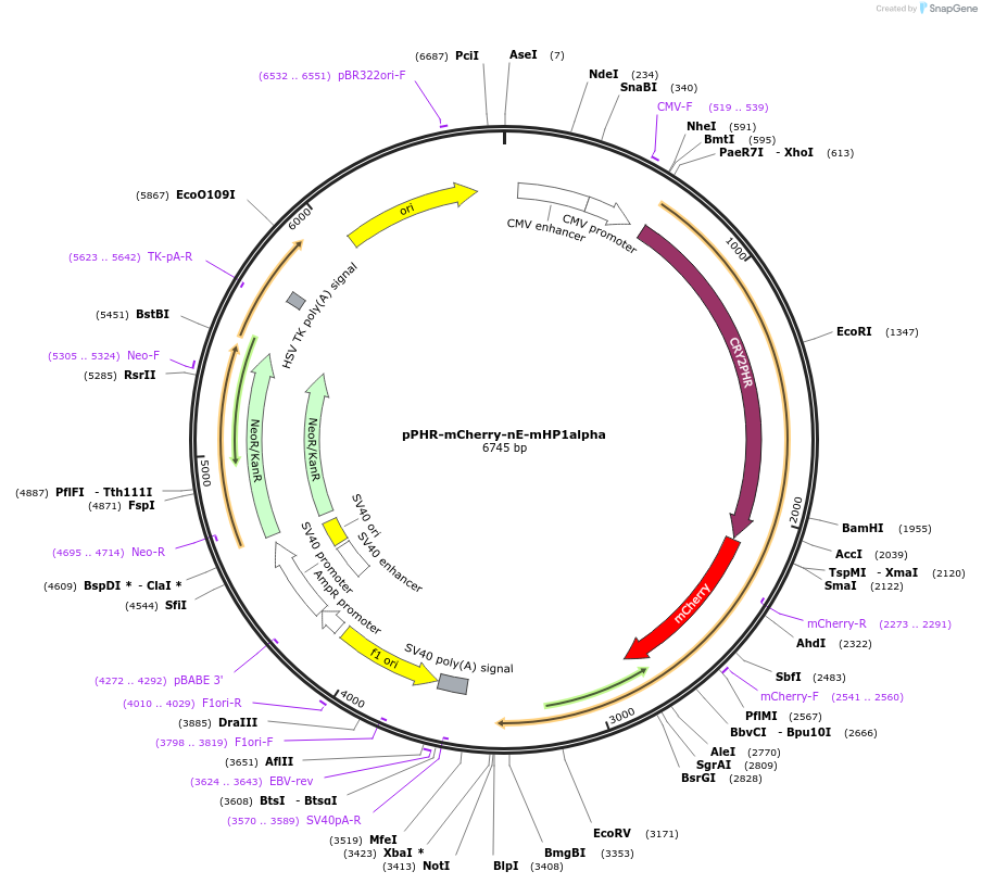 181890-plasmid-map-sequence-id-359697