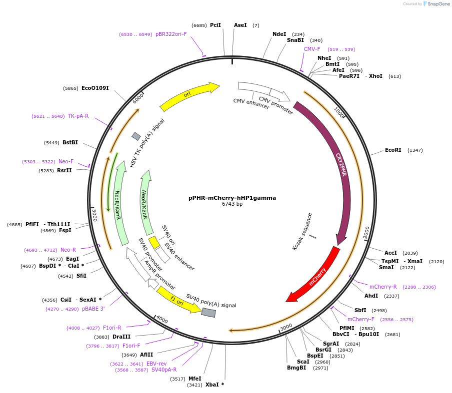 181885-plasmid-map-sequence-id-359703