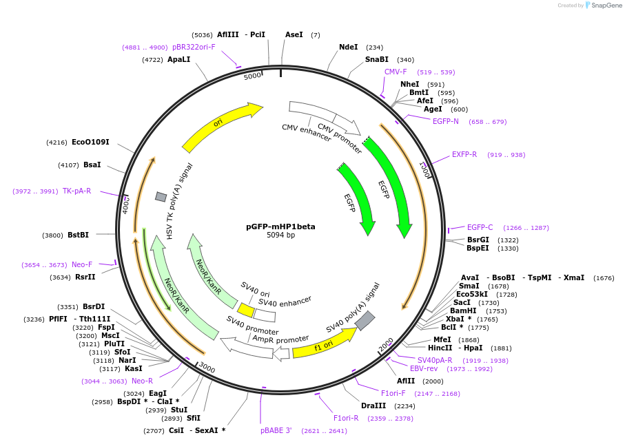 181901-plasmid-map-sequence-id-359704