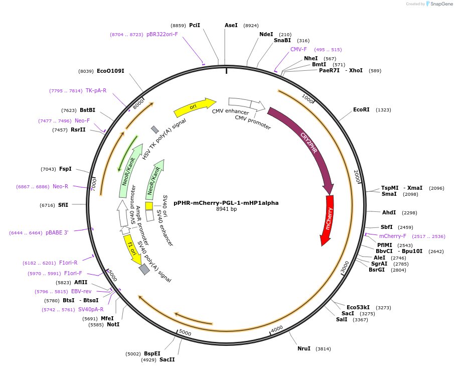 181894-plasmid-map-sequence-id-359706