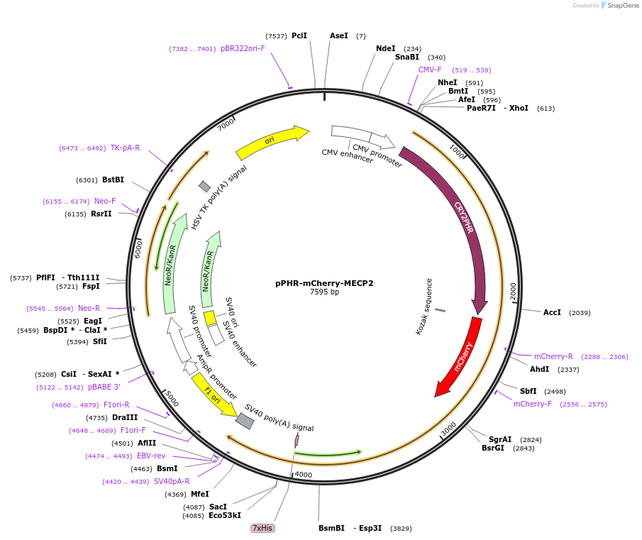 181888-plasmid-map-sequence-id-359713
