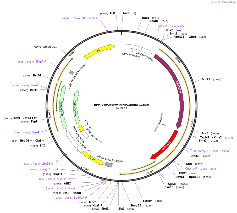 181889-plasmid-map-sequence-id-359718