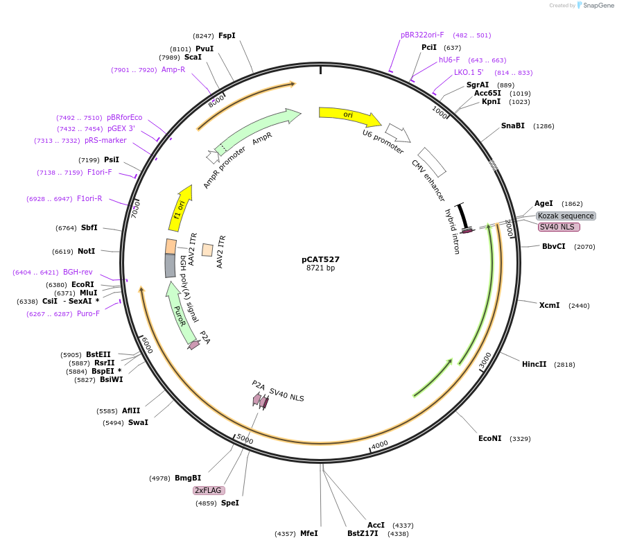 180514-plasmid-map-sequence-id-359727