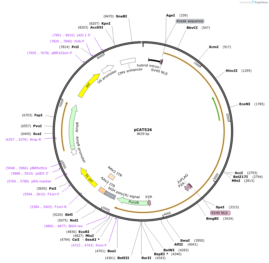 180513-plasmid-map-sequence-id-359728