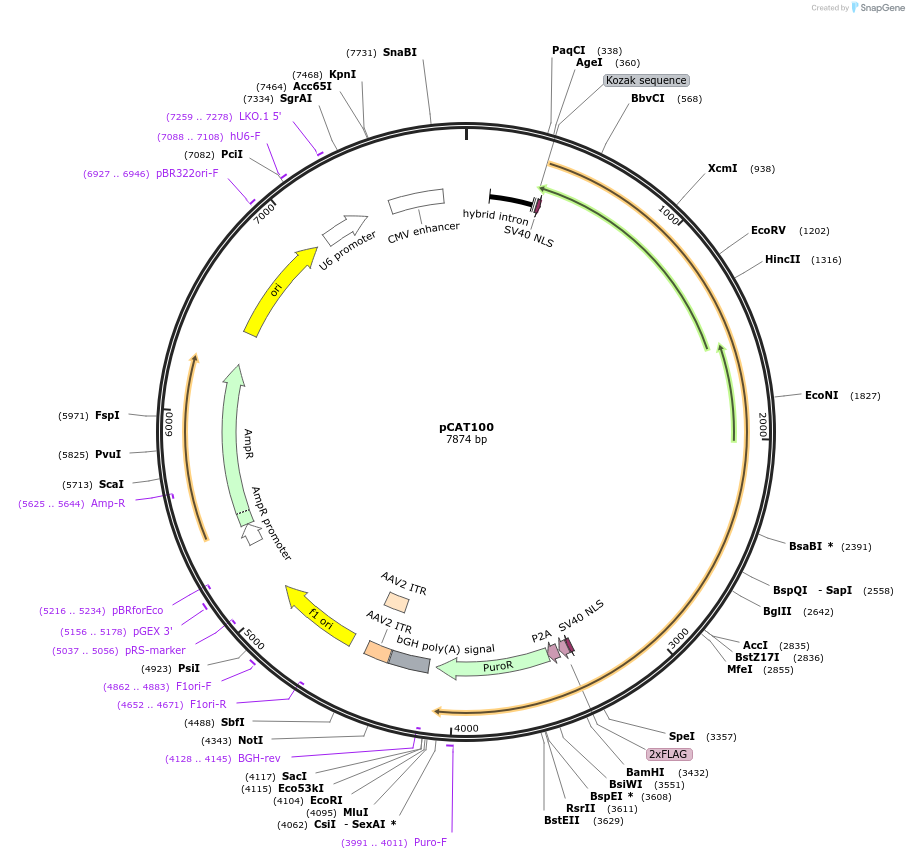 180512-plasmid-map-sequence-id-359730