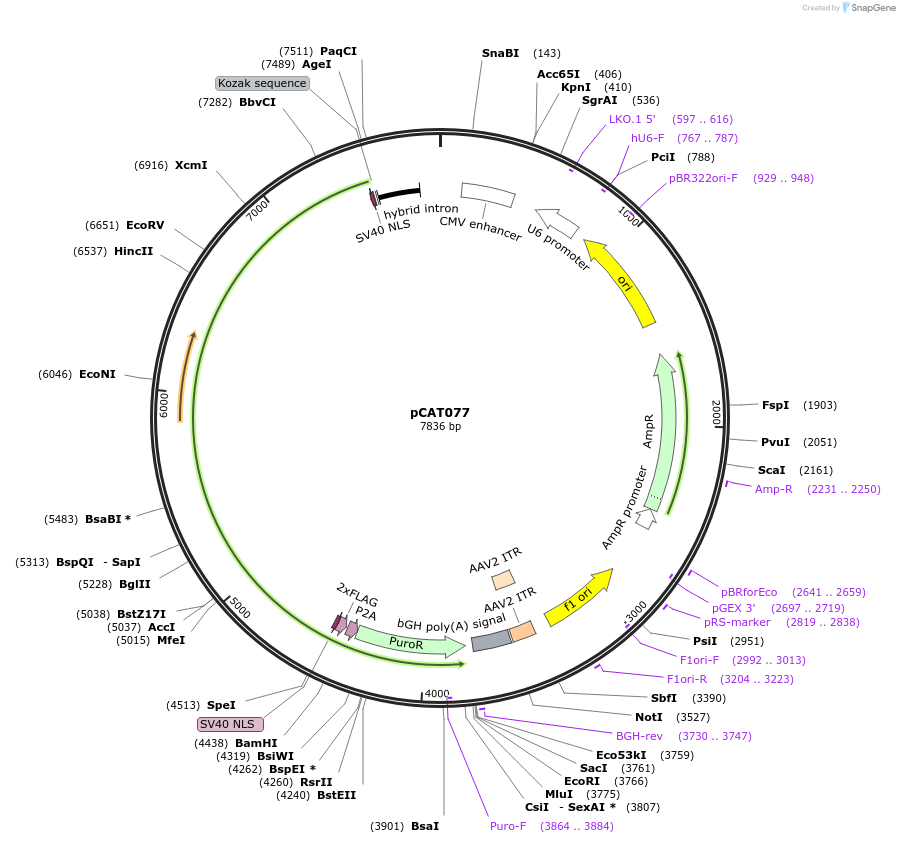 180511-plasmid-map-sequence-id-359731