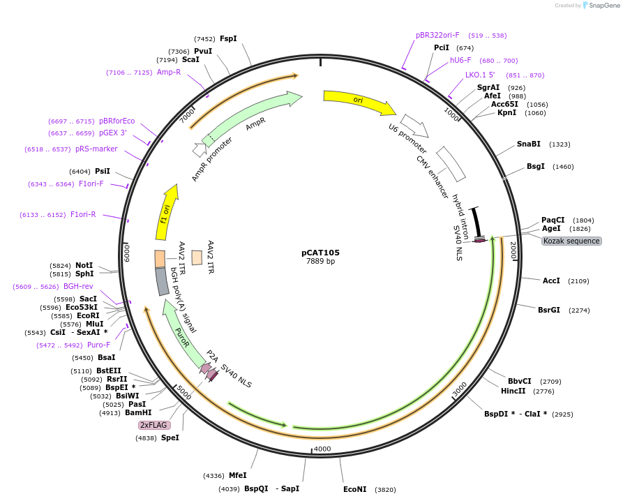 180510-plasmid-map-sequence-id-359734