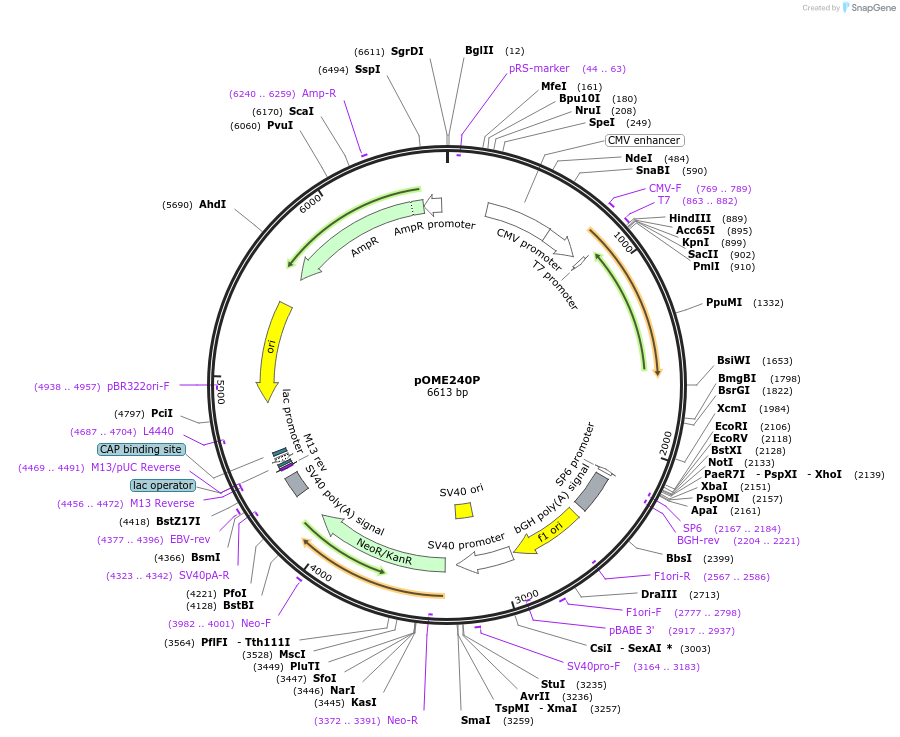 182602-plasmid-map-sequence-id-359741