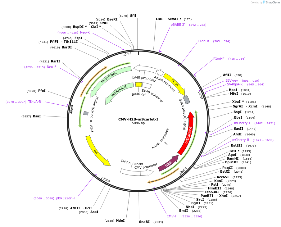 182297-plasmid-map-sequence-id-359747