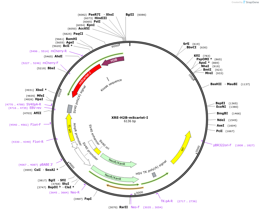 182296-plasmid-map-sequence-id-359750