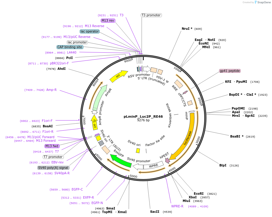 90384-plasmid-map-sequence-id-359754