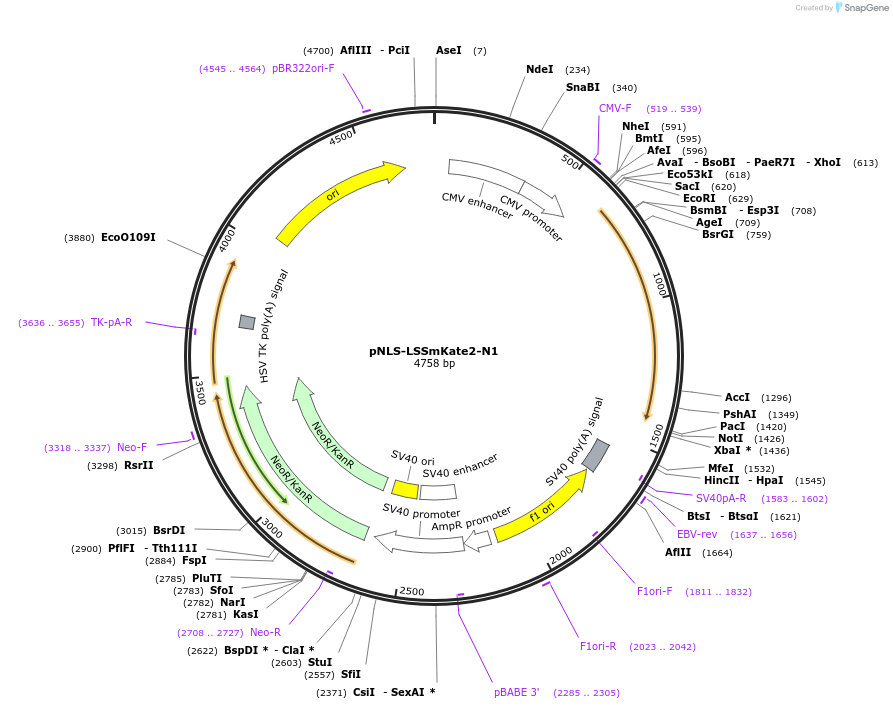 31871-plasmid-map-sequence-id-35983