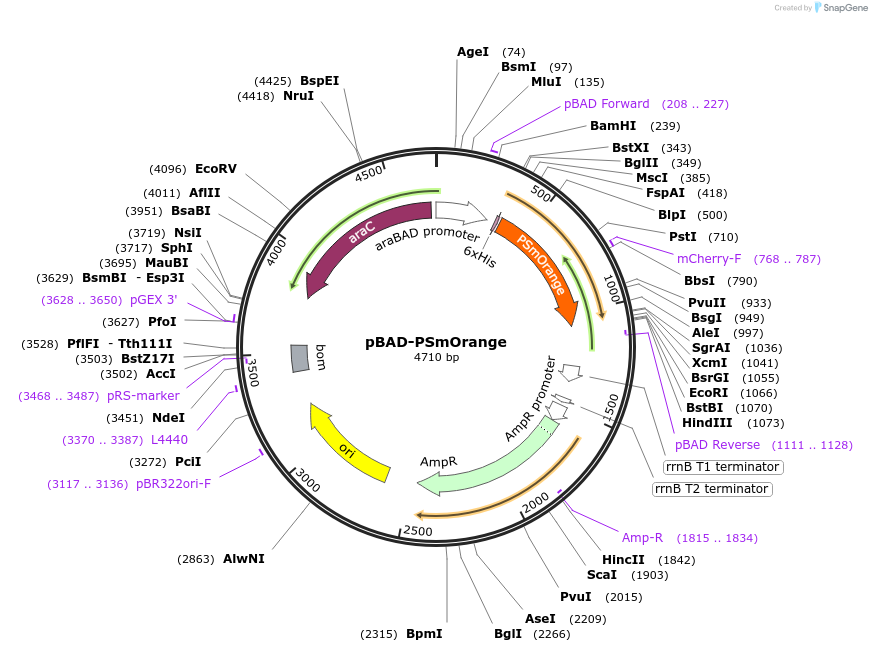 31886-plasmid-map-sequence-id-35991