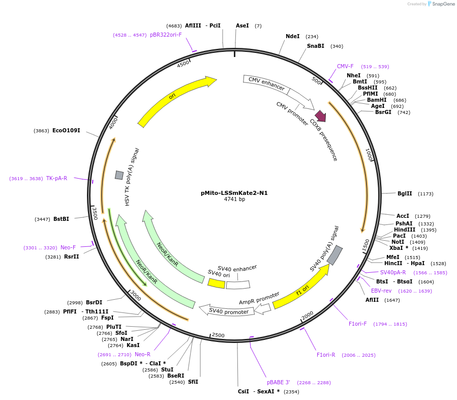 31879-plasmid-map-sequence-id-35998
