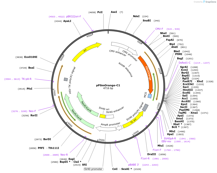 31899-plasmid-map-sequence-id-35999