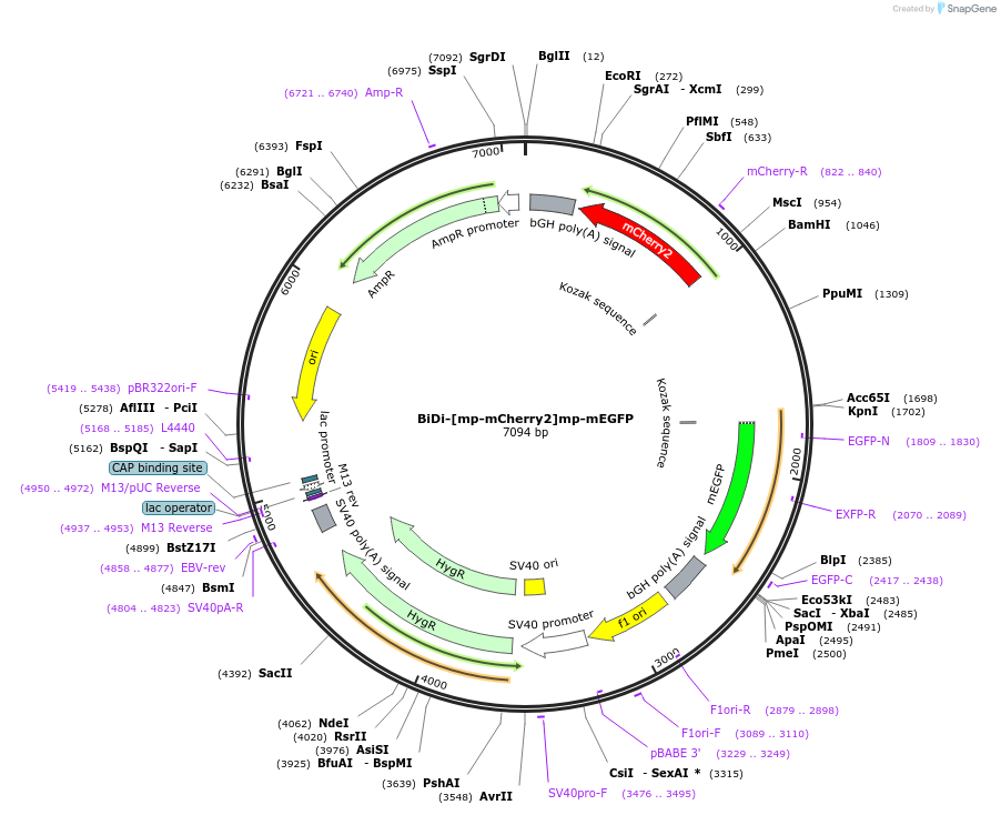 182871-plasmid-map-sequence-id-359999