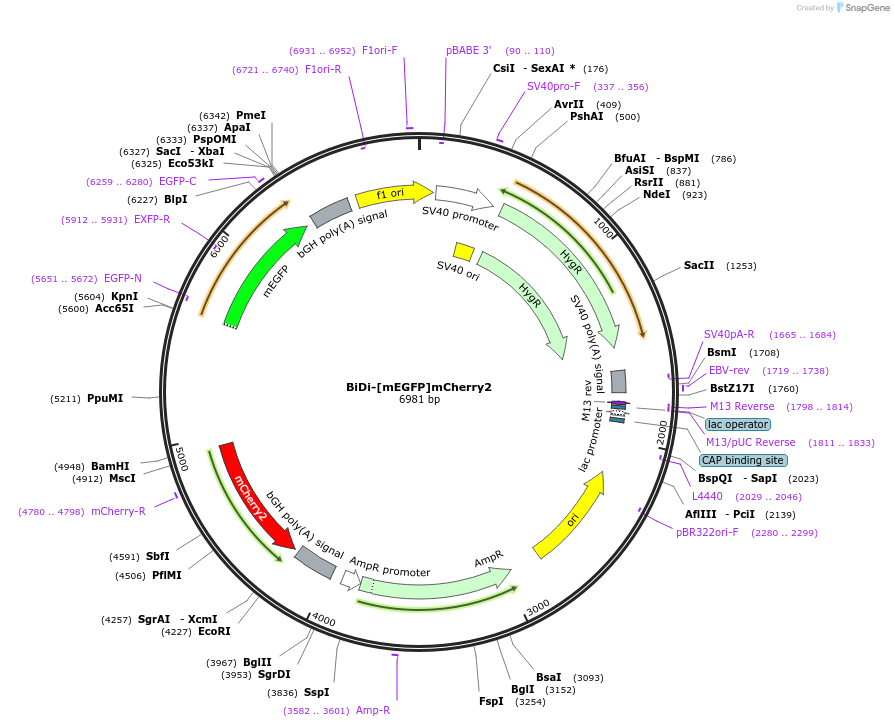 182875-plasmid-map-sequence-id-360008