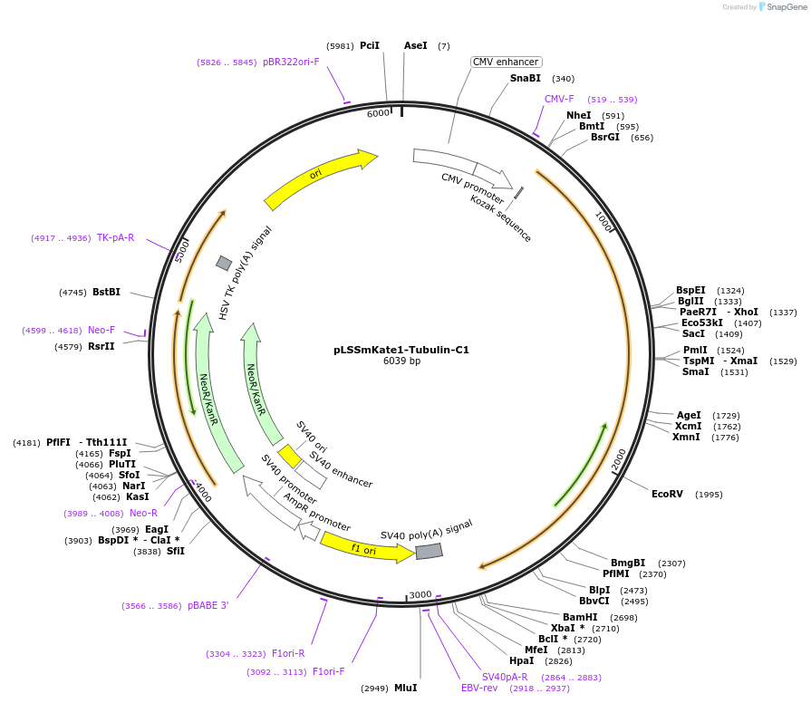 31902-plasmid-map-sequence-id-36001