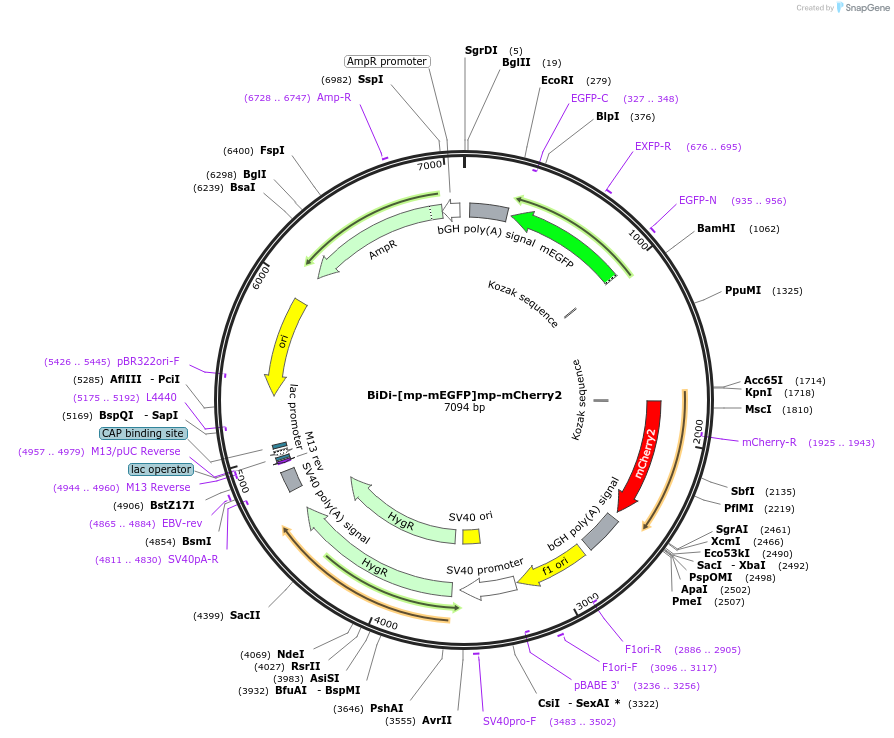 182870-plasmid-map-sequence-id-360014