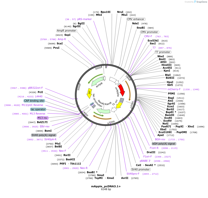182855-plasmid-map-sequence-id-360015
