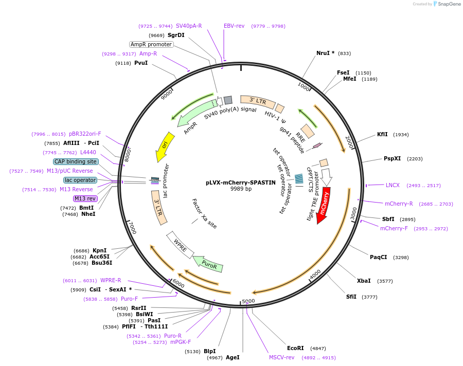180647-plasmid-map-sequence-id-360020