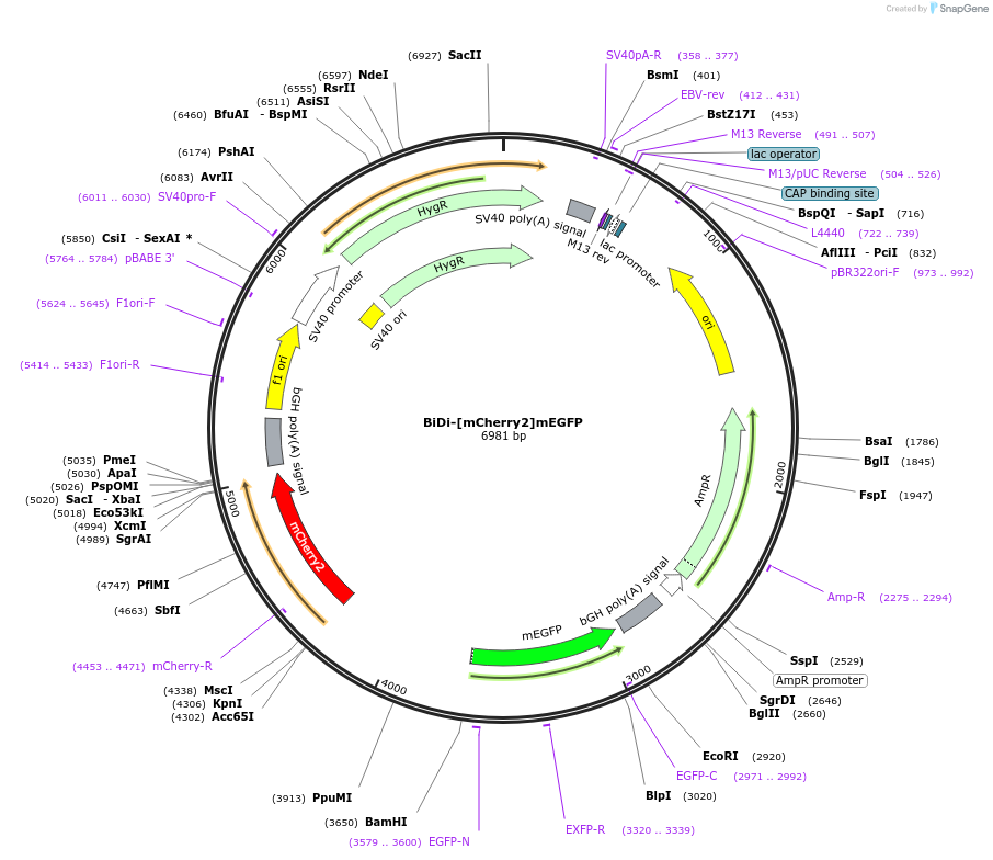 182874-plasmid-map-sequence-id-360029
