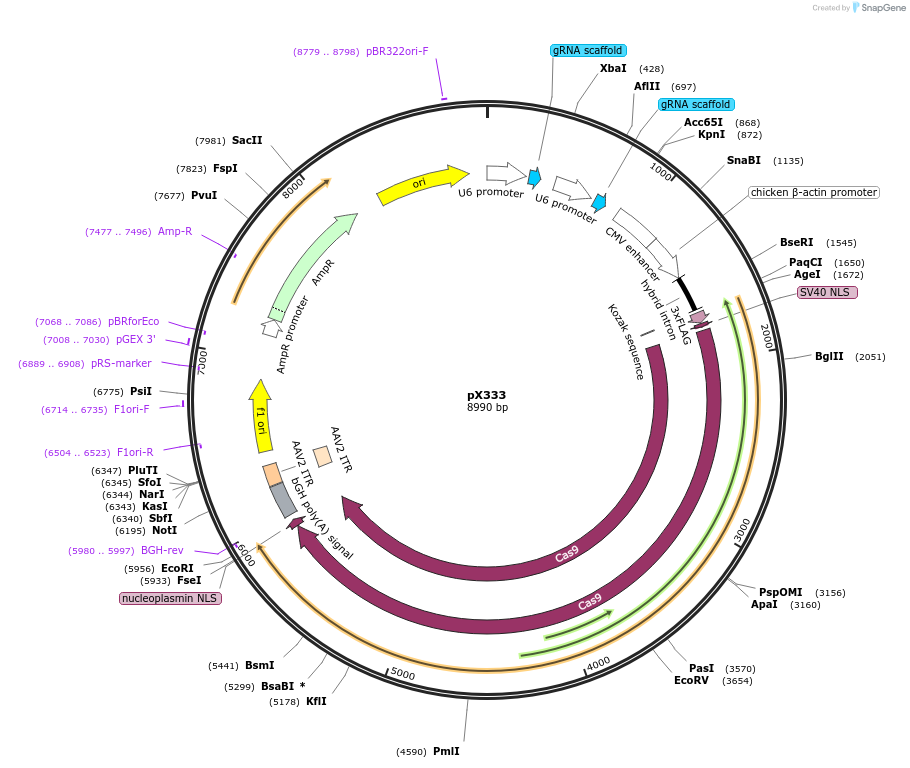 64073-plasmid-map-sequence-id-360030