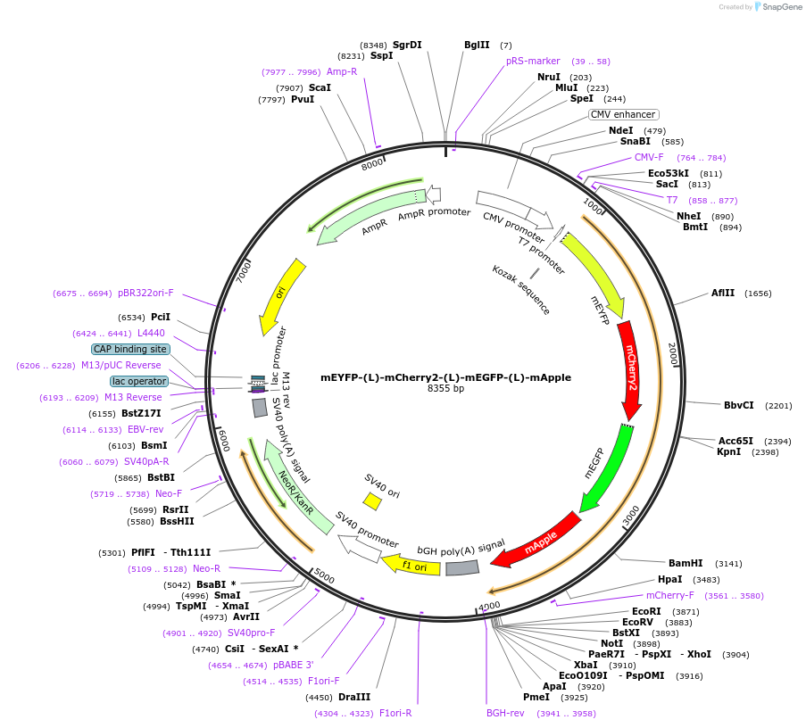 182862-plasmid-map-sequence-id-360032