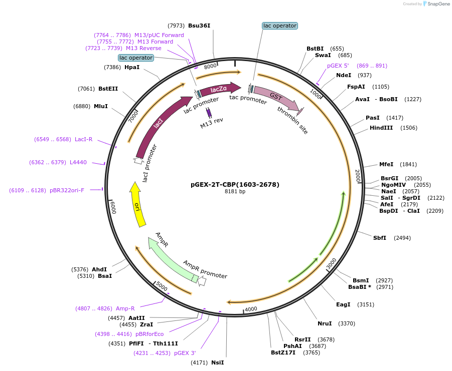 183774-plasmid-map-sequence-id-360057