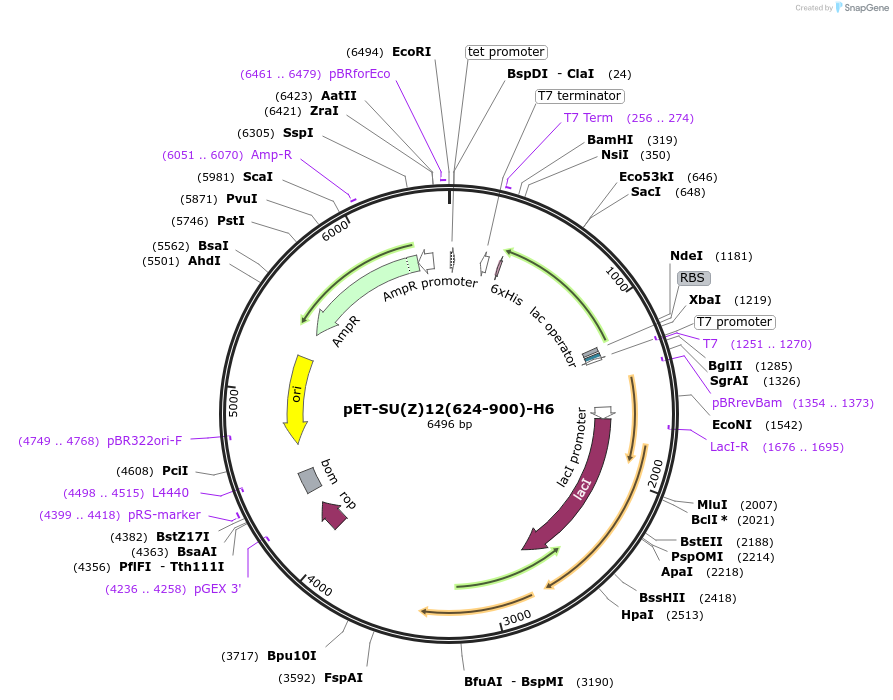 183772-plasmid-map-sequence-id-360066