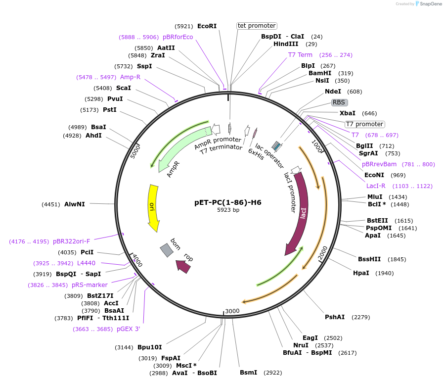 183780-plasmid-map-sequence-id-360068