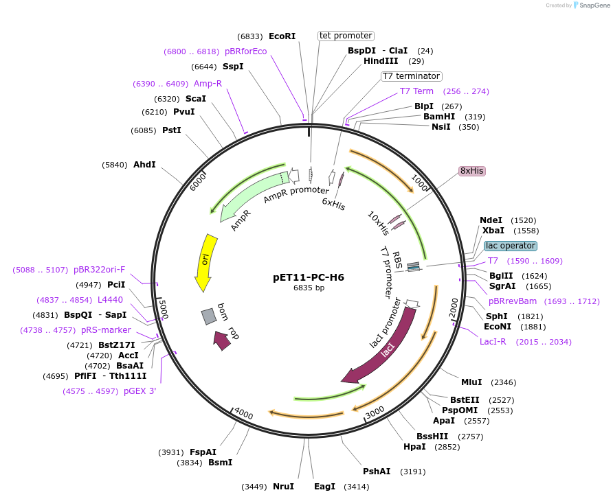 183777-plasmid-map-sequence-id-360072