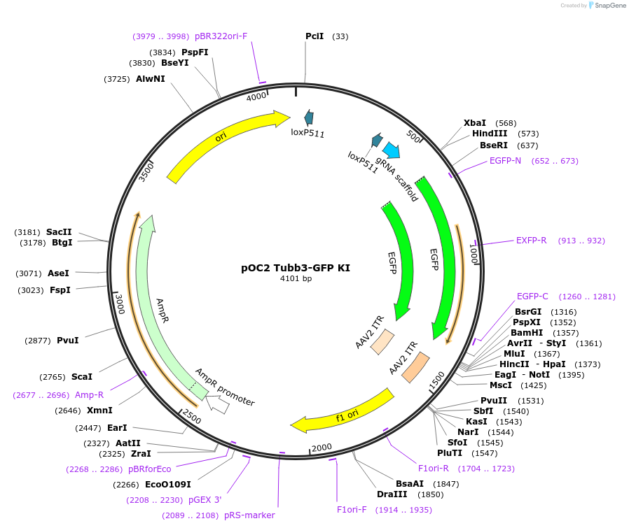 183432-plasmid-map-sequence-id-360080