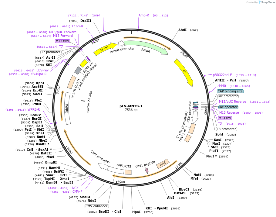 182944-plasmid-map-sequence-id-360100